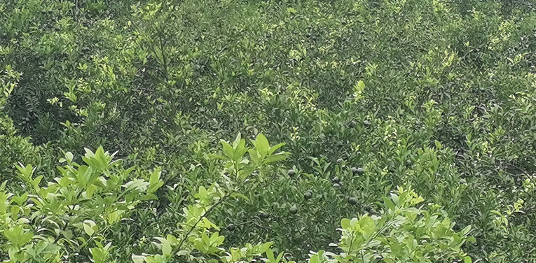 主体照片 3