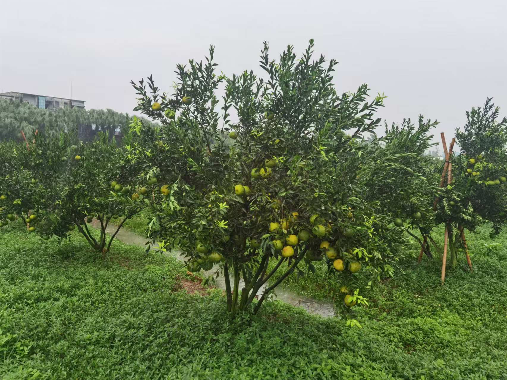 主体照片 7