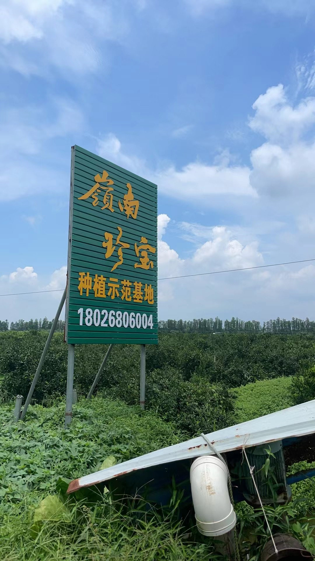 主体照片 6