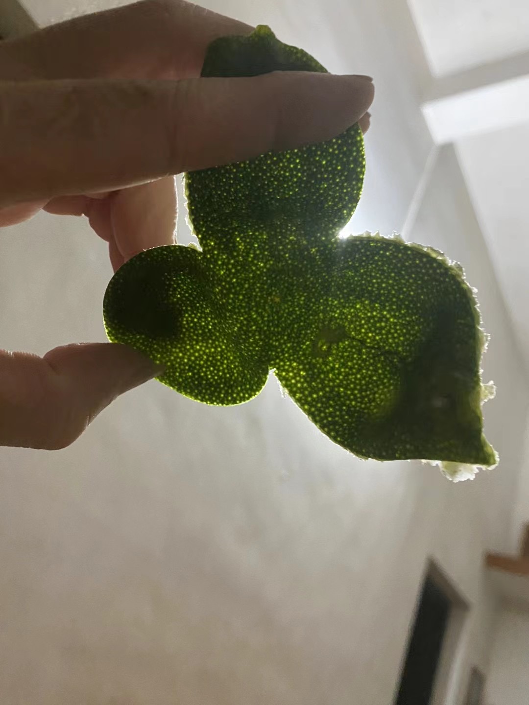 主体照片 5